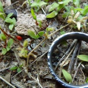 Käfer läuft weg - Ring hat nicht gepasst! Käfer läuft weg - Ring hat nicht gepasst!
